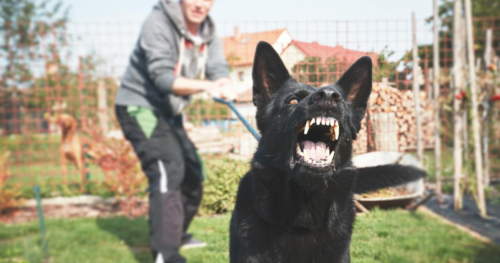 aggressive black German shepherd dog