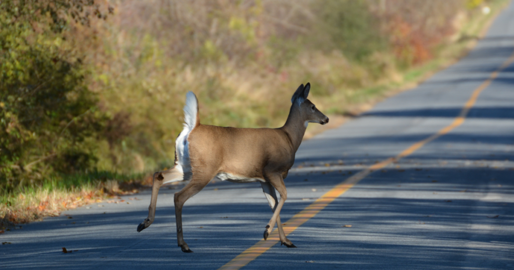 deer running across road